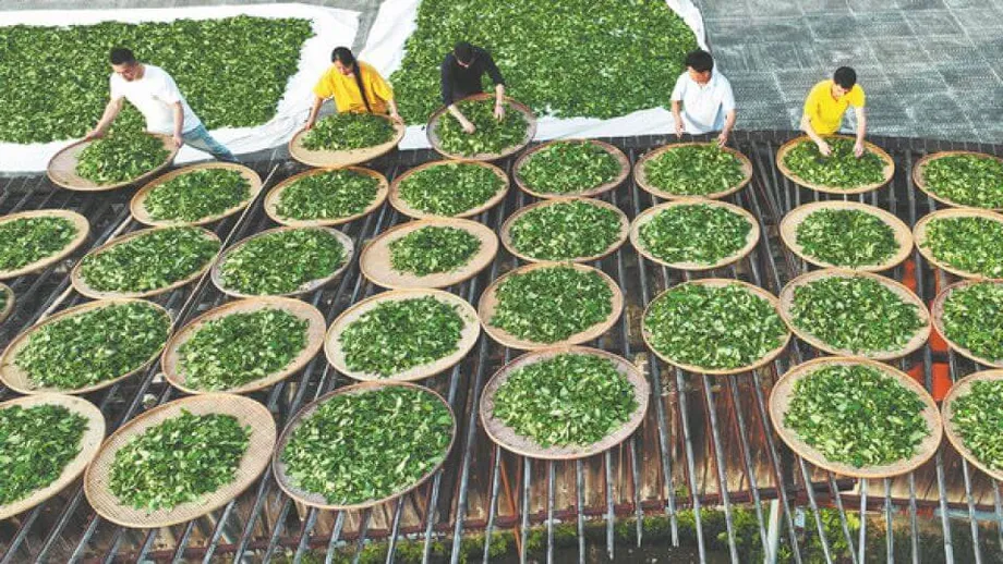 武夷岩茶：中国の烏龍茶の至宝を支える伝統と革新、そして受け継がれる遺産