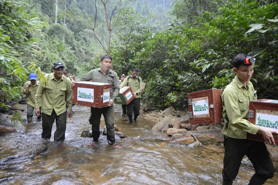 Save Vietnam's Wildlife - SVW - Save Vietnam's Wildlife