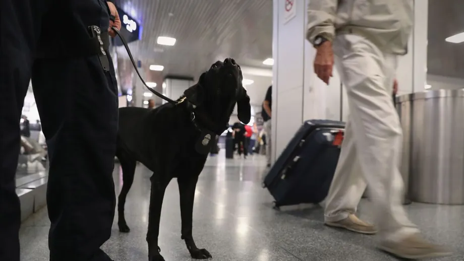 Are Drug Sniffing Dogs Trained To Smell Multiple Drugs