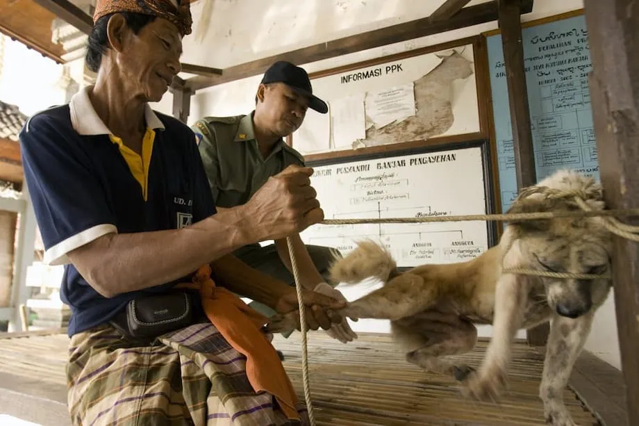 バリ島で狂犬病のレッドゾーン指定、感染急増を受け観光客と住民が知っておくべきこと