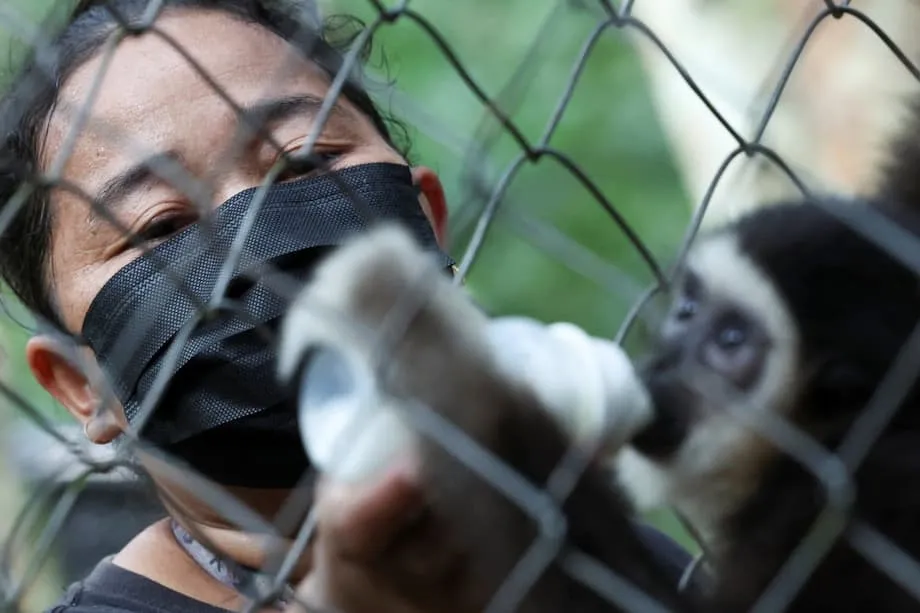 壁を打ち破る:マレーシアの先住民女性レンジャー、絶滅危惧種テナガザルの保護を主導