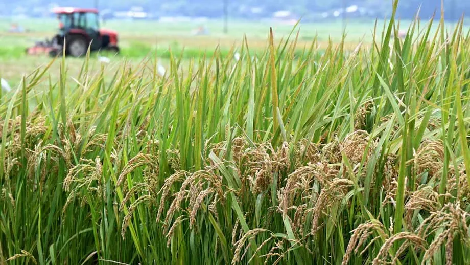 日本、コメ政策を転換　食料安全保障と農家に新時代
