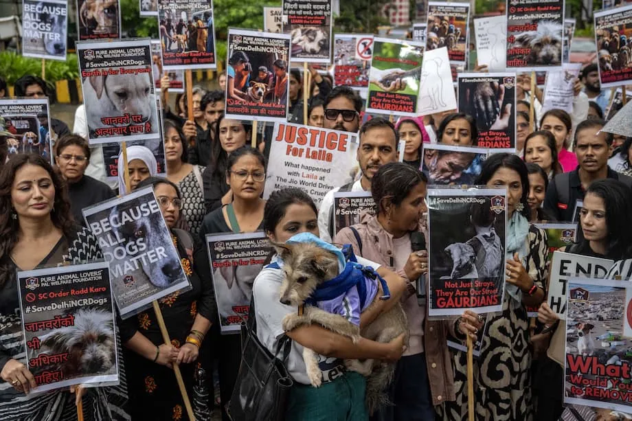 インド最高裁、世論の反発受け野良犬に関する命令を見直し　安全と動物愛護、現実的対応の両立目指す