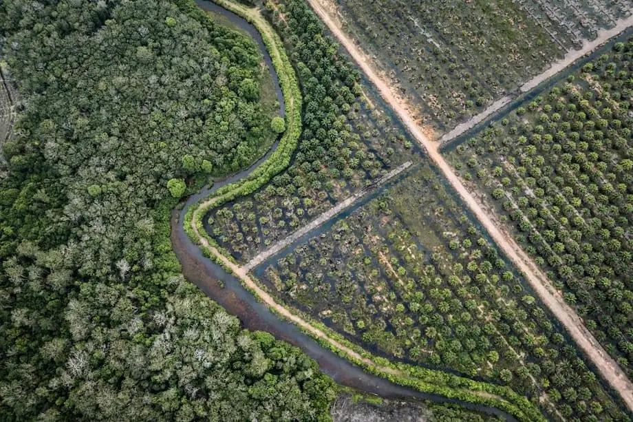 米国、インドネシア産パーム油・カカオ・ゴムを関税免除へ　世界貿易への影響は