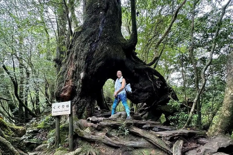 屋久島:『もののけ姫』に着想を与えた太古の森の島