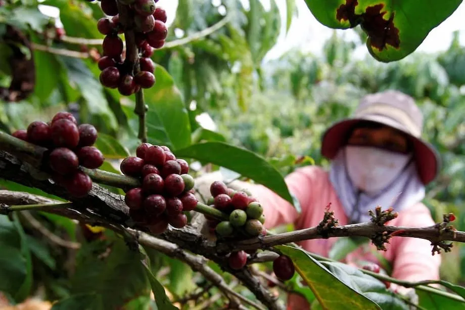 価格高騰と市場変化を追い風に、ベトナムのコーヒー産業が世界で存在感