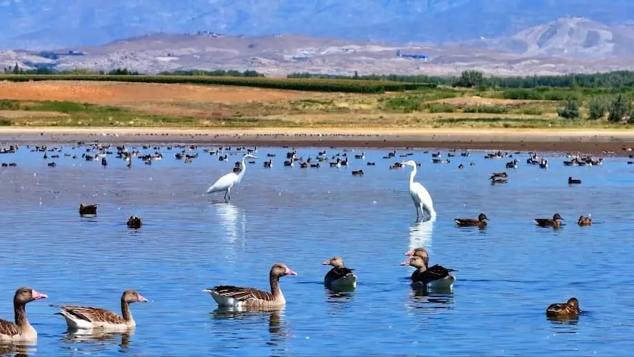 渡り鳥が新疆・アウェイタン貯水池を生物多様性の楽園に変える