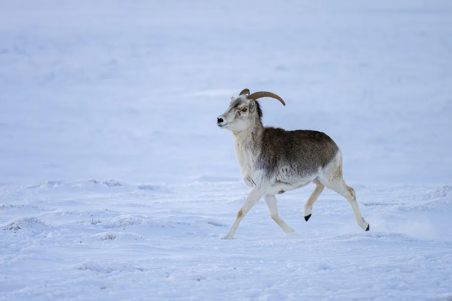 パミール高原で中国とタジキスタンが連携、野生生物の保護と生息地の連結性回復へ