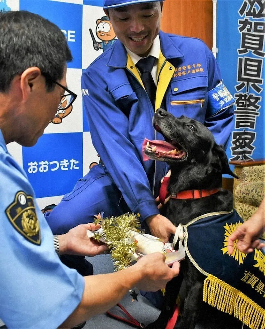 大津で行方不明の高齢女性を発見したラブラドルレトリバーに感謝状