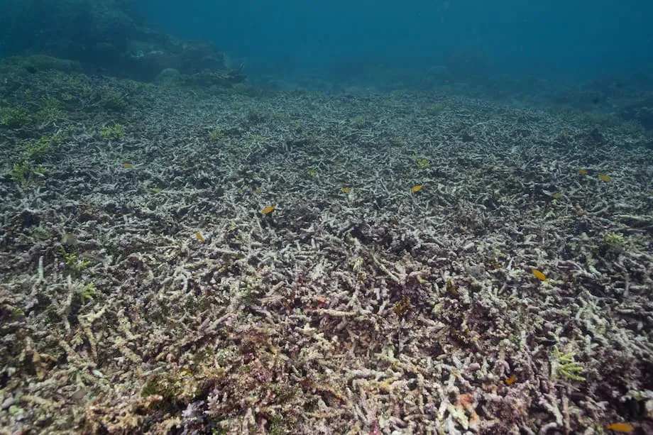 サンゴ礁への被害懸念が高まる中、ラジャ・アンパットのガグ島でニッケル採掘再開