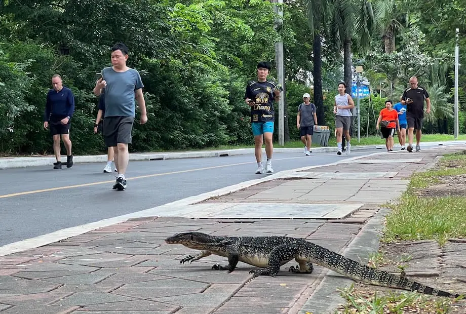 バンコクの都市公園でミズオオトカゲが急増