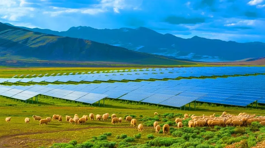 中国の巨大太陽光発電所、生態系を再生し数百万人に電力供給