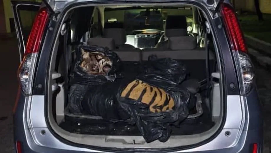 ジョホール州でトラ殺害、3人逮捕　国内に怒り広がり、密売対策強化へ