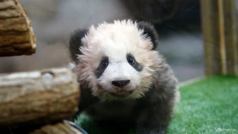 腎不全の診断を受け、ボーバル動物園のパンダ「歓歓」と「圓仔」が中国へ帰国へ