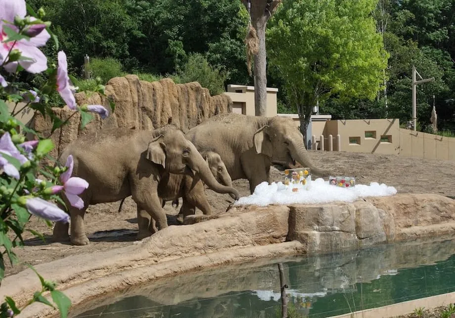 物価高が動物園の予算を圧迫、寄付で動物たちの食事を確保
