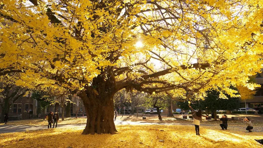 日本の2025年紅葉予想を発表
