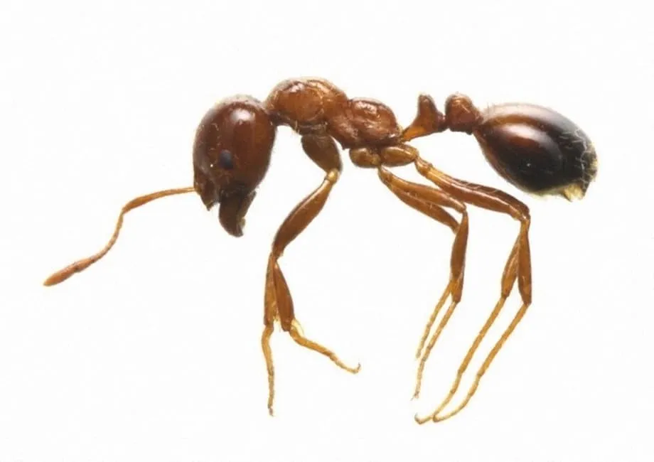 東京港で過去最多のヒアリ確認、緊急対応と水際対策を強化