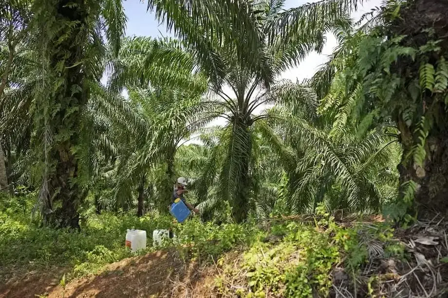 インドネシア、没収したパーム油農園180万ヘクタールを国営企業に移管