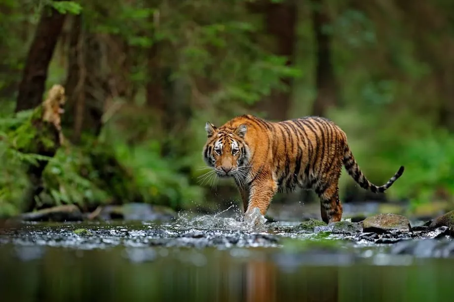 狩猟と闇市場により絶滅の危機に直面する北朝鮮の野生動物