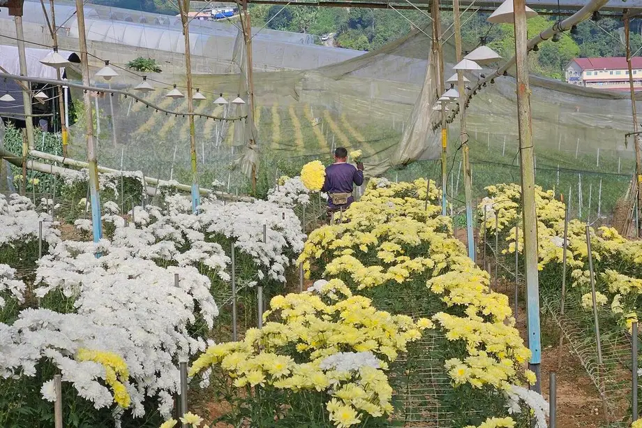 労働力不足と安価な輸入品がかつての花き産業を圧迫、マレーシアの花産地に試練