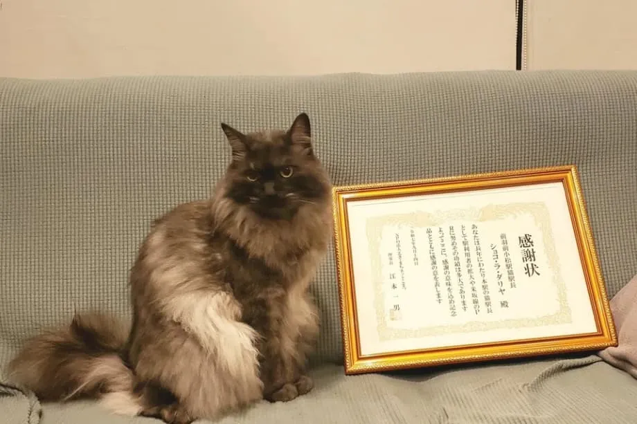 笑顔を届けた猫のショコラ、山形で駅長を退任