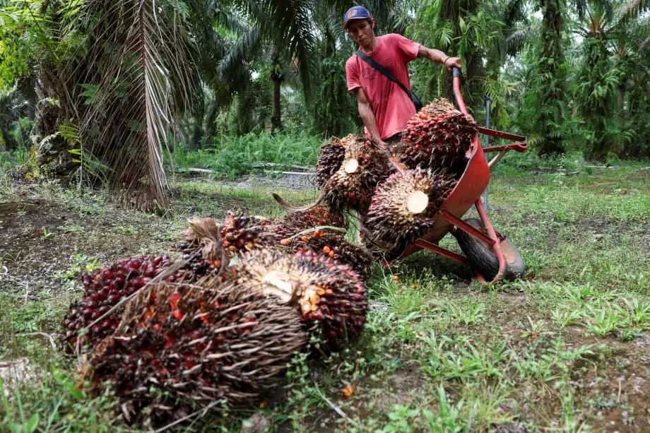 インドネシア軍によるパーム油農園の接収、世界のサプライチェーンを揺るがす