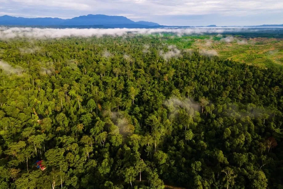 インドネシア、COP30で森林資金の転換点に直面