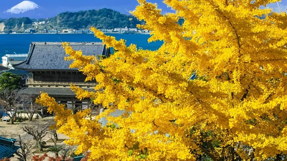 秋の鎌倉：紅葉と黄金色のイチョウを訪ねる寺巡り