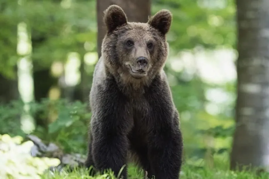 クマ被害の増加で、日本の配送各社がルートを見直し、ドライバーに安全装備