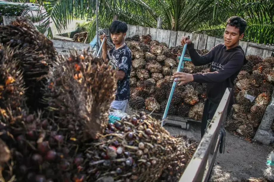 関税引き下げを控えるインドネシア産パーム油、森林破壊規制が試金石に