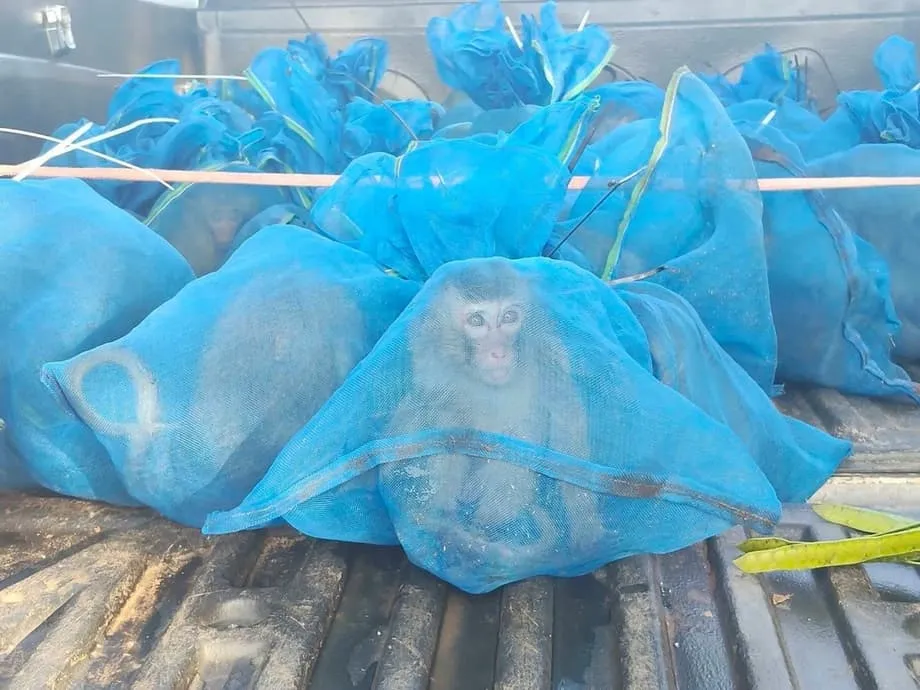 タイのレンジャー隊、カンボジア国境近くでサル143匹を保護　連続摘発