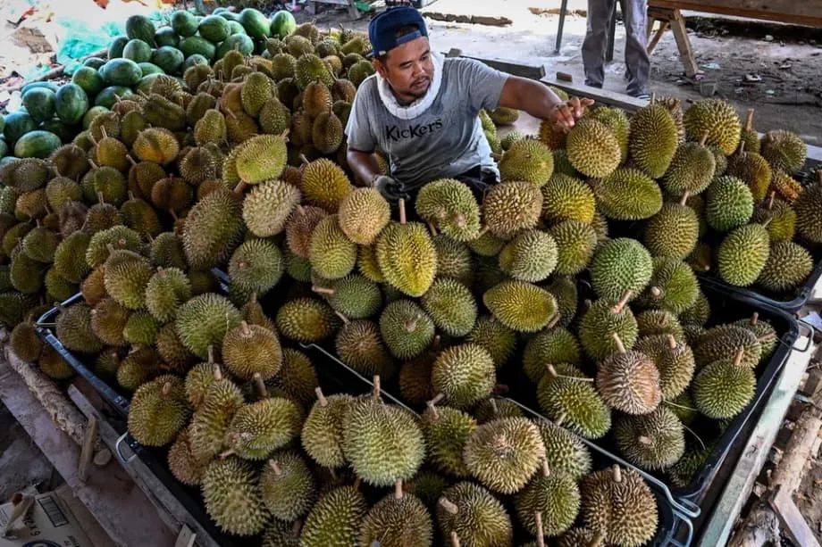 インドネシアとマレーシア、国の果物を巡り火花　ドリアンへの誇りを懸けて