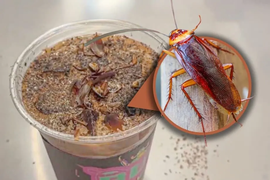 北京でゴキブリコーヒーが話題に　昆虫博物館の一杯がSNSで拡散
