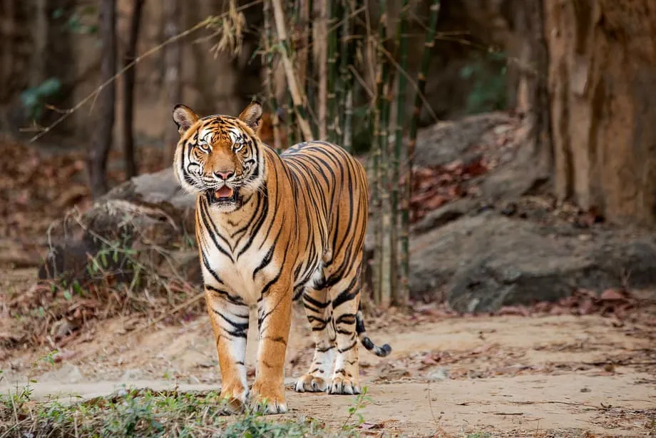 GPS首輪、タイに残るインドシナトラの獲物不足と遺伝的リスクを明らかに