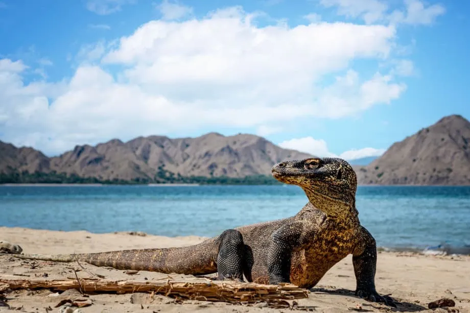 バリ島からコモドへの新たな直行フェリー、島々を巡る旅の選択肢広がる