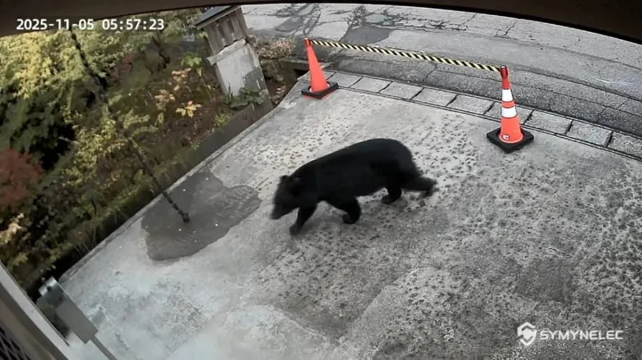 日本のクマ危機：遭遇が急増する理由と対策