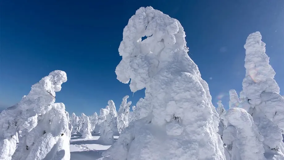 冬の温暖化と昆虫がもろい絶景を直撃、蔵王の雪の怪物が急速に細り始めている