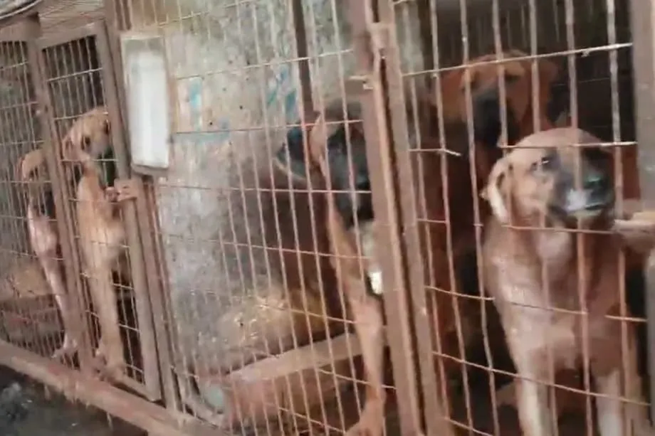 韓国の犬肉産業、2027年の禁止措置を前に消滅へ　農場の閉鎖が加速