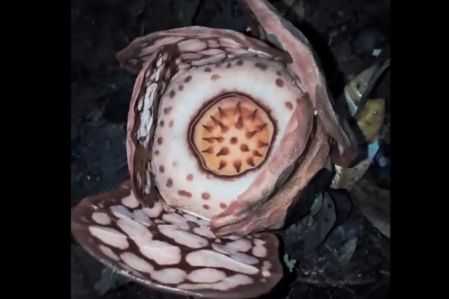 希少なRafflesia hasseltiiの花の再発見が、植民地由来の属名変更論争に火をつける