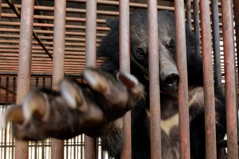韓国のクマ胆汁養殖の歴史的禁止：動物福祉の新時代