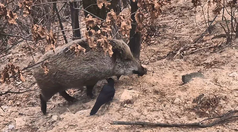 ソウル北漢山国立公園でイノシシが急増