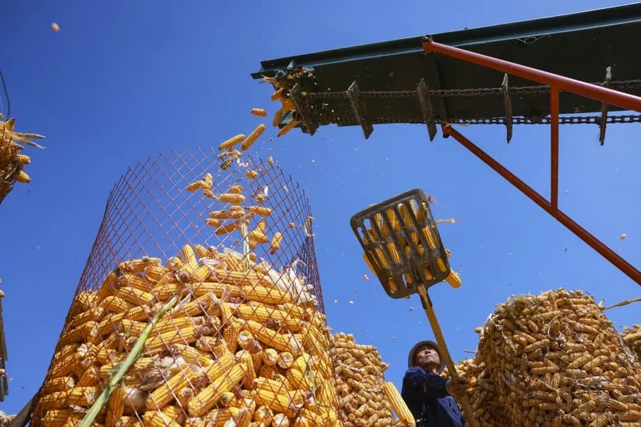 中国の科学者、人工澱粉生産を10倍に向上――工場での食品製造へ前進