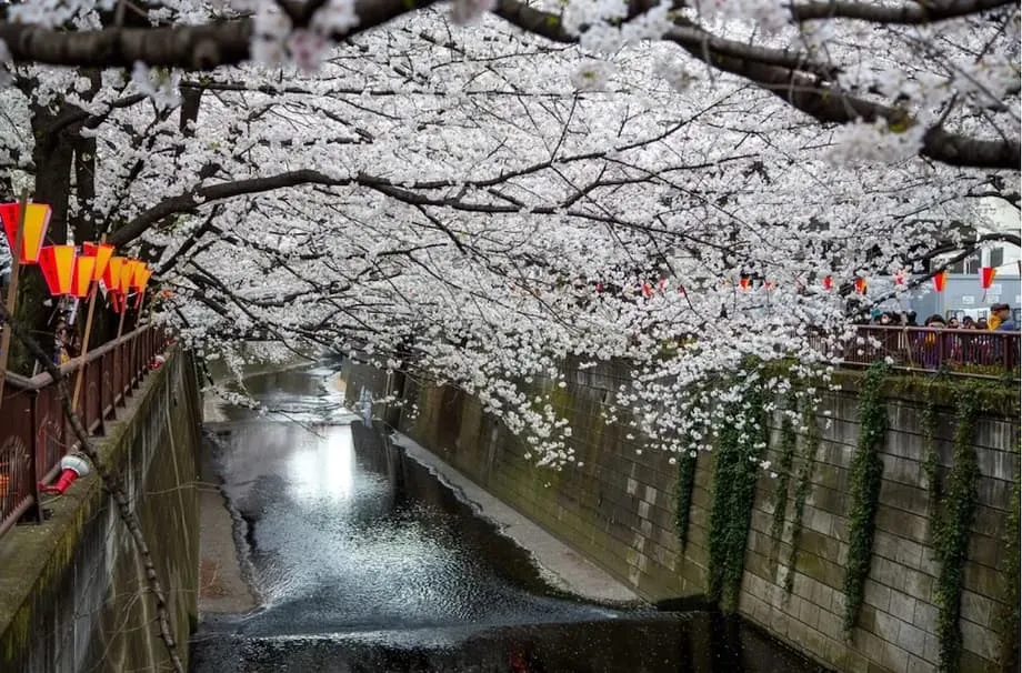 過密対策へ　東京の有名桜スポットが眺めを遮る幕を設置