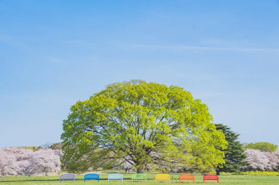 東京の隠れた春のオアシス：昭和記念公園フラワーフェスティバル2026、旧飛行場を花の楽園に変える