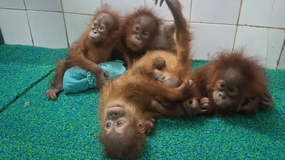 インド東部オディシャ州の森林でオランウータンの幼獣5頭を発見　密輸ルートの疑いで捜査