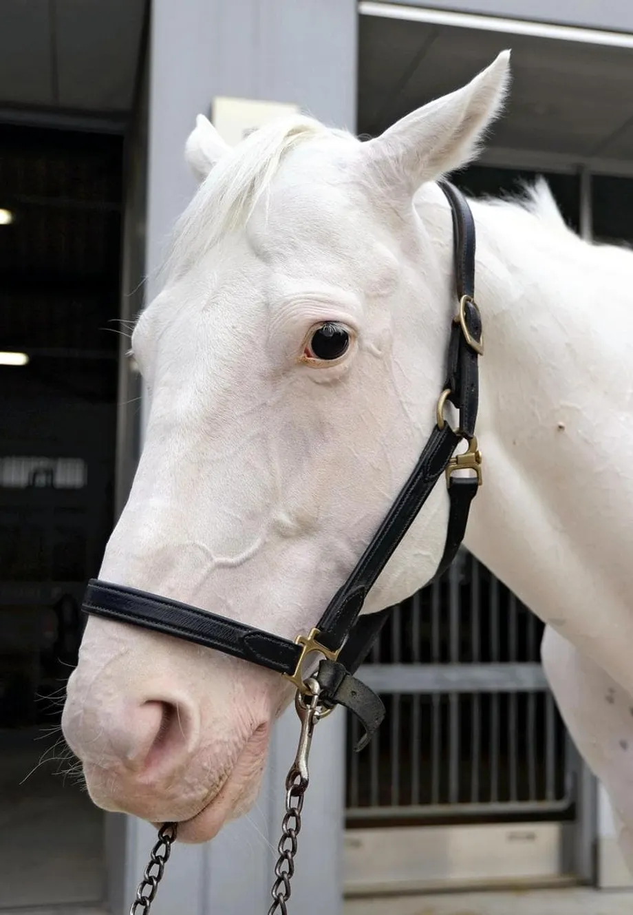 競馬場から皇室の任務へ：日本の皇族とセカンドキャリアを歩むサラブレッド