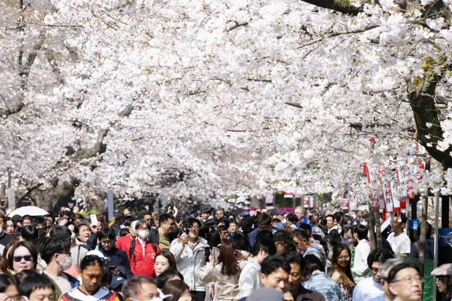 東京の桜が予定より3日早く満開に、春の訪れ早まる