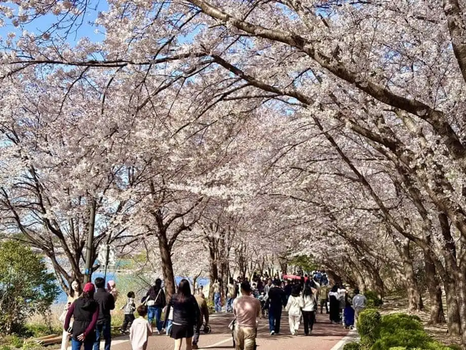 工学部教授が、ストレスを抱える学生を癒やすため桜の撮影を課題に
