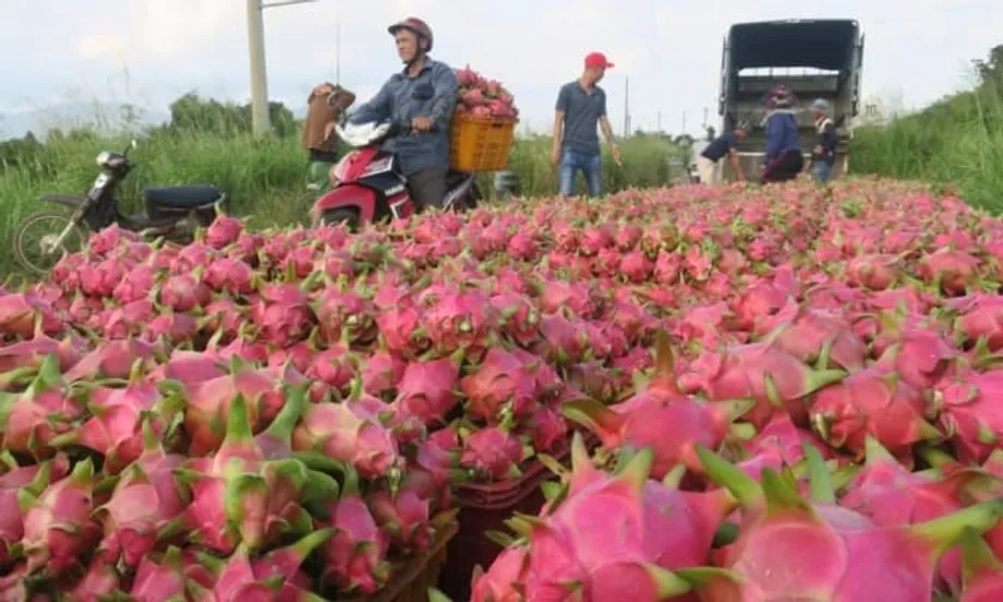 タイや中東で需要急増、ベトナムのドラゴンフルーツ輸出が大幅回復