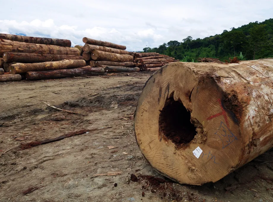 Malaysian Youths Take Forest Pledge to Court as Millions of Hectares Face Conversion